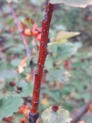 Crataegus dahurica