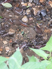 Anotogaster sieboldii