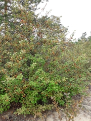 Crataegus dahurica