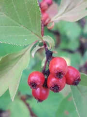 Crataegus dahurica