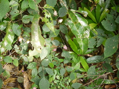 Strobilanthes heyneana