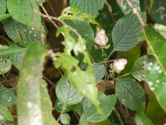 Strobilanthes heyneana