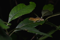 Bavayia septuiclavis