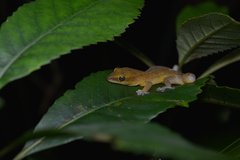 Bavayia septuiclavis