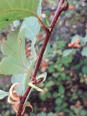 Crataegus dahurica