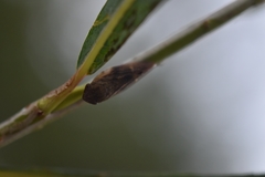 Omalophora pectoralis