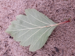 Crataegus dahurica
