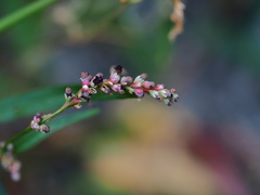 Sphacelotheca hydropiperis