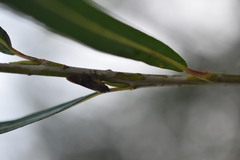 Omalophora pectoralis