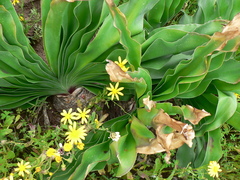 Boophone haemanthoides