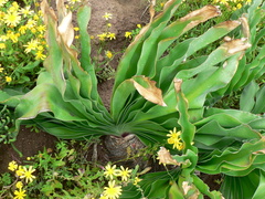 Boophone haemanthoides