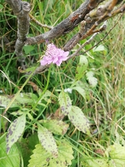 Scabiosa velenovskiana