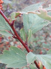 Crataegus dahurica