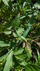 Atractomorpha lata