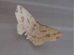 Pareclipsis gracilis