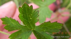 Geranium pulchrum