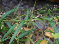 Sphacelotheca hydropiperis