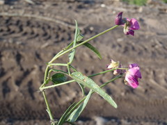 Dolichos hastiformis