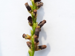 Sphacelotheca hydropiperis