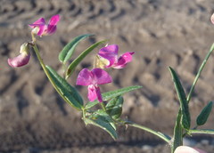 Dolichos hastiformis