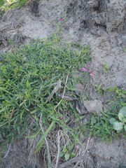 Dolichos hastiformis