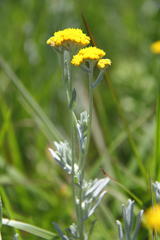 Helichrysum aureonitens