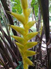 Heliconia xanthovillosa