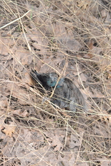 Quiscalus quiscula versicolor