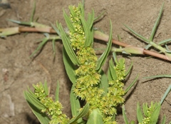 Rumex fueginus