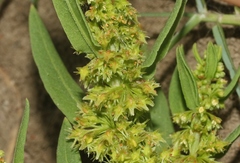 Rumex fueginus
