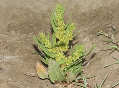 Rumex fueginus