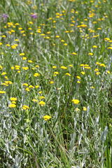 Helichrysum aureonitens