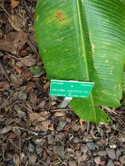 Heliconia xanthovillosa