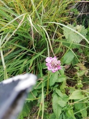 Scabiosa velenovskiana