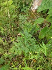 Davallia fejeensis