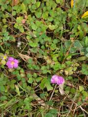 Heterotis rotundifolia