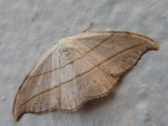 Nordstromia japonica