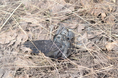 Quiscalus quiscula versicolor