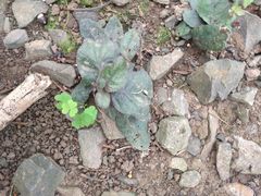 Strobilanthes reptans
