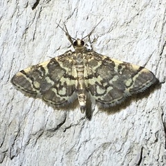 Steniini