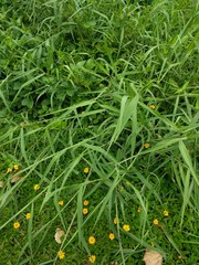 Urochloa mutica