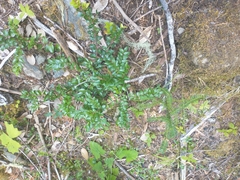 Lysimachia latifolia