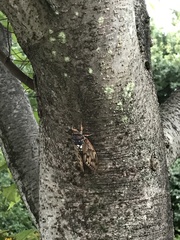 Graptopsaltria nigrofuscata