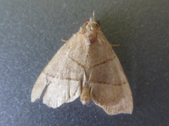 Gonepatica opalina