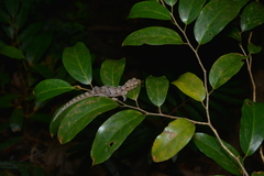 Bavayia