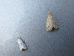 Pseudargyria interruptella