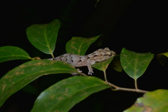 Bavayia