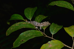 Bavayia