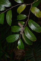 Bavayia