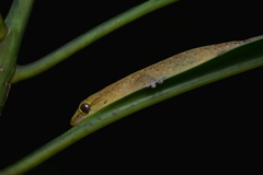 Bavayia septuiclavis